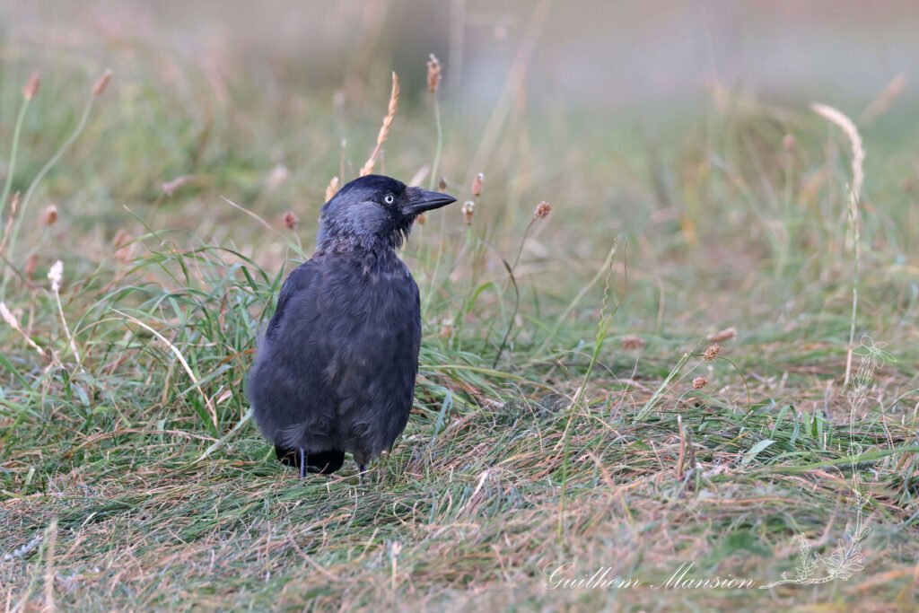Coloeus monedula - Choucas des tours [Corvidae]
