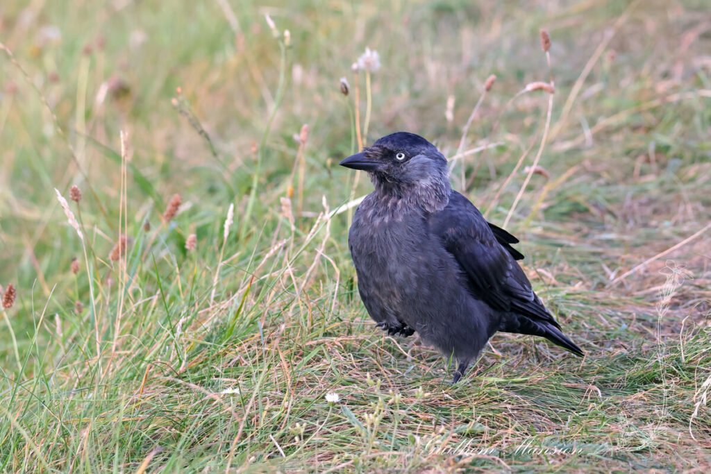Coloeus monedula - Choucas des tours [Corvidae]