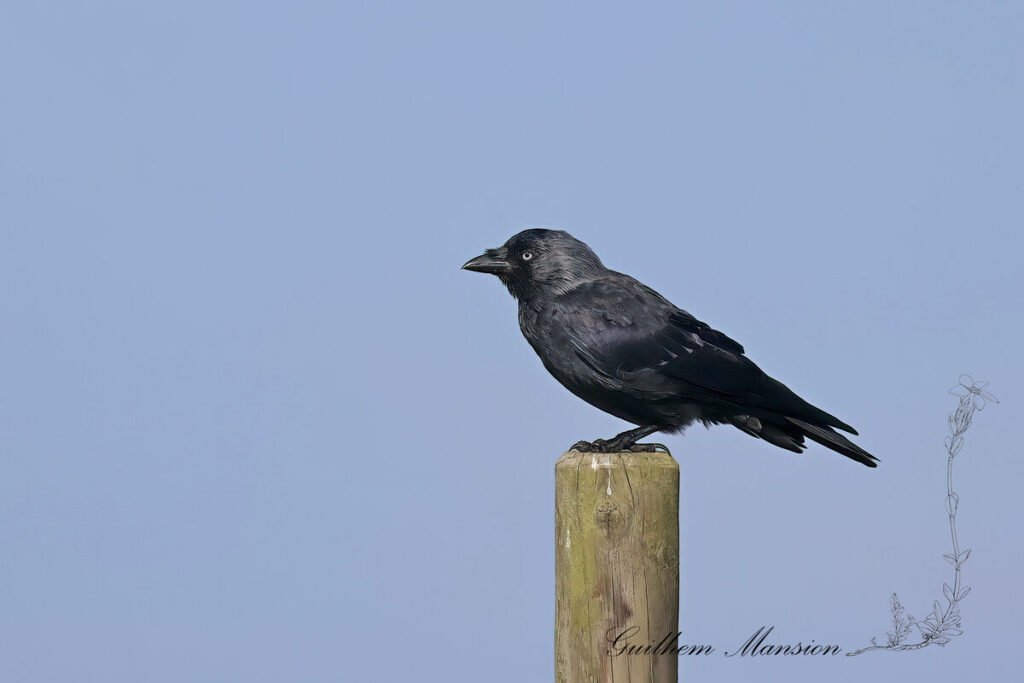 Coloeus monedula - Choucas des tours [Corvidae]