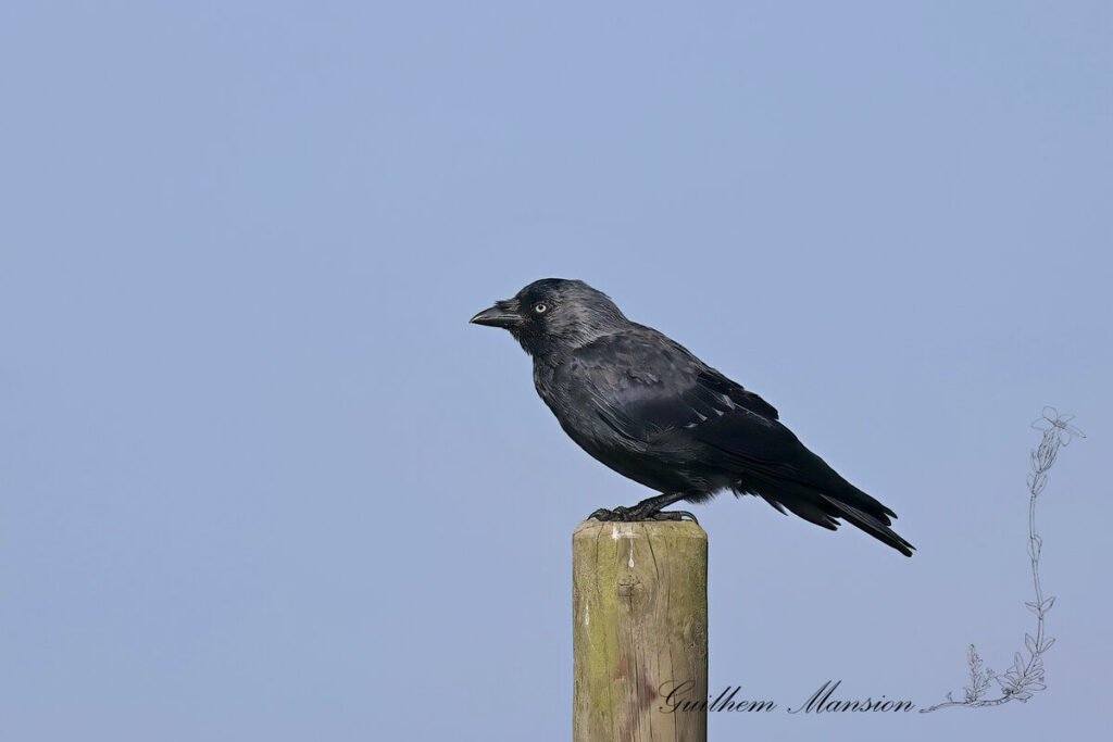 Coloeus monedula - Choucas des tours [Corvidae]