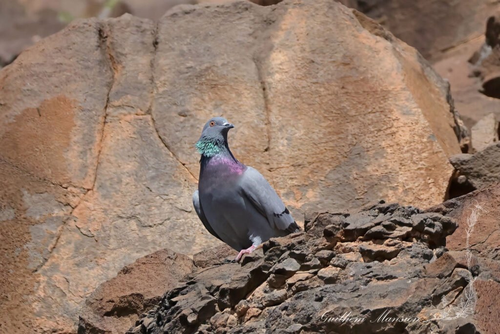 Columba livia - Pigeon biset [Columbidae]
