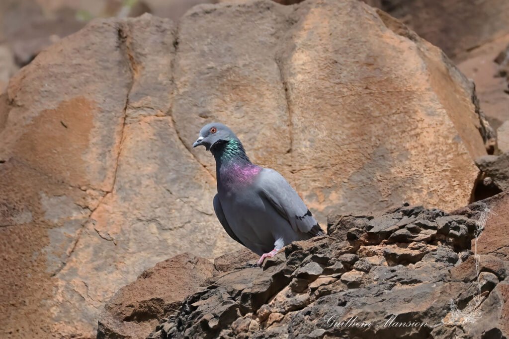 Columba livia - Pigeon biset [Columbidae]