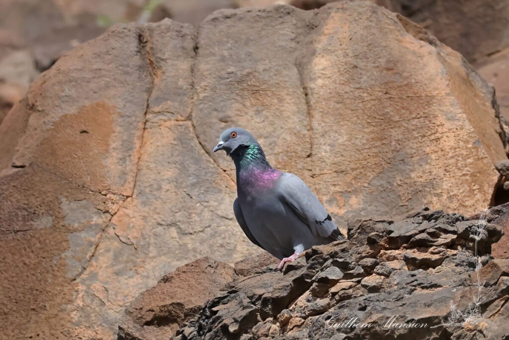 Columba livia - Pigeon biset [Columbidae]