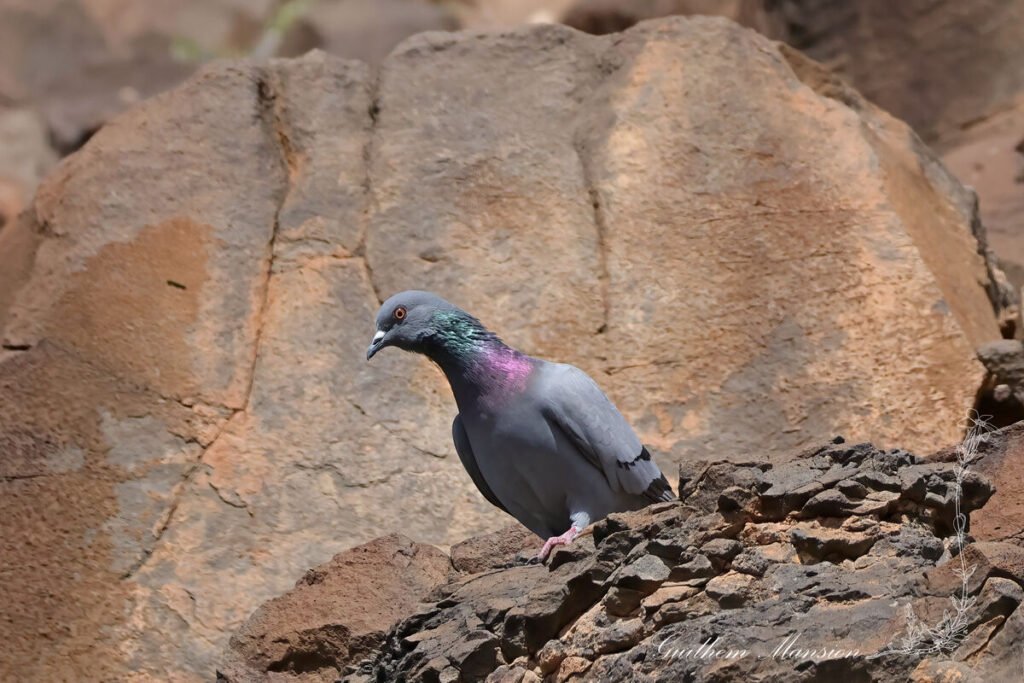 Columba livia - Pigeon biset [Columbidae]