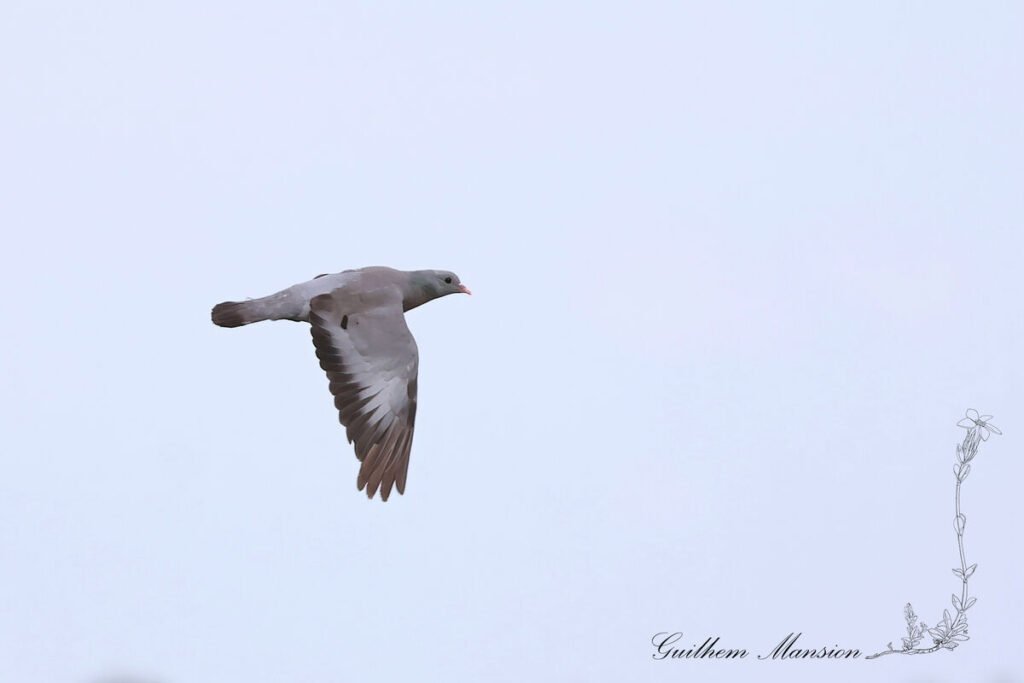 Columba oenas - Pigeon colombin [Columbidae]