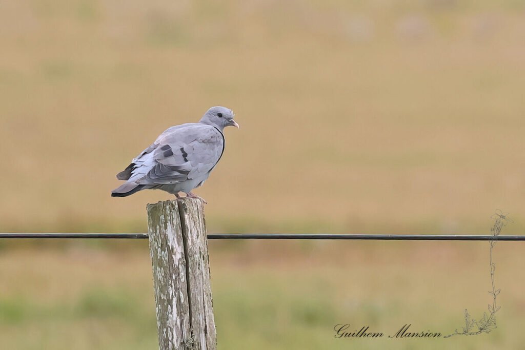 Columba oenas - Pigeon colombin [Columbidae]