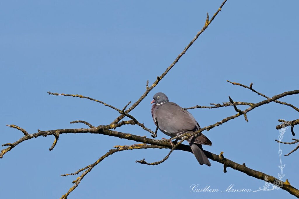 Columba palumbus - Pigeon ramier [Columbidae]