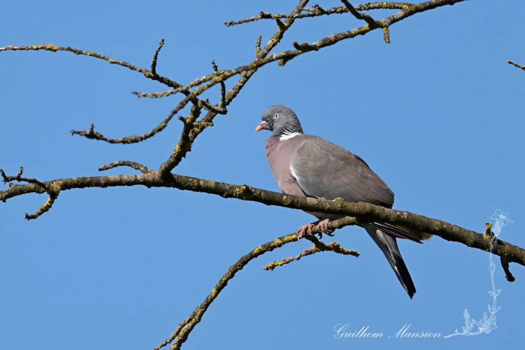 Columba palumbus - Pigeon ramier [Columbidae]