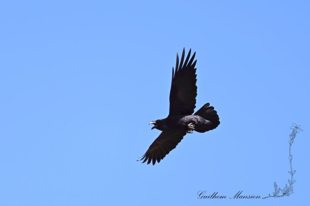 Corvus corax - Grand corbeau [Corvidae]
