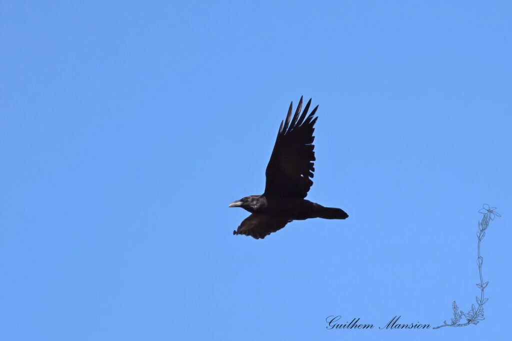 Corvus corax - Grand corbeau [Corvidae]