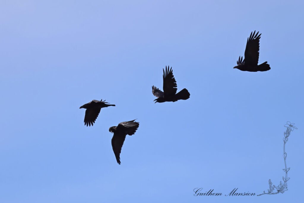 Corvus corax - Grand corbeau [Corvidae]