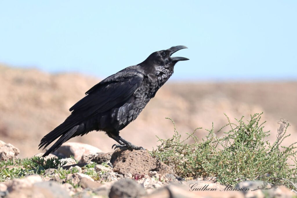Corvus corax - Grand corbeau [Corvidae]