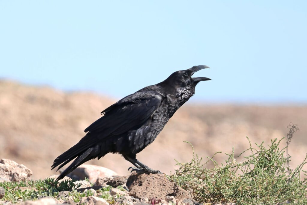 Corvus corax - Grand corbeau [Corvidae]