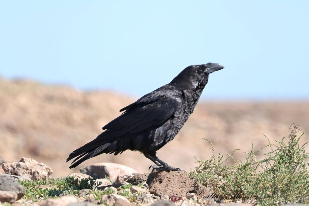 Corvus corax - Grand corbeau [Corvidae]