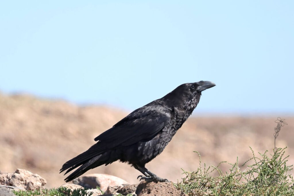 Corvus corax - Grand corbeau [Corvidae]