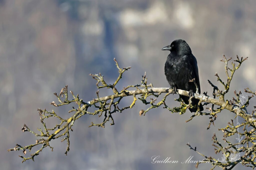 Corvus corone - Corneille noire [Corvidae]
