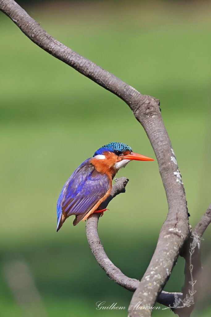 Corythornis cristatus - Martin-pêcheur huppé [Alcedinidae]