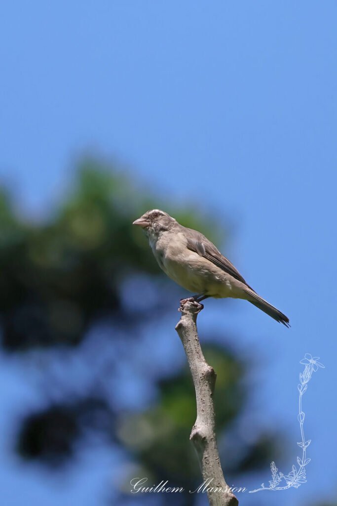 Crithagra gularis - Serin gris [Fringillidae]
