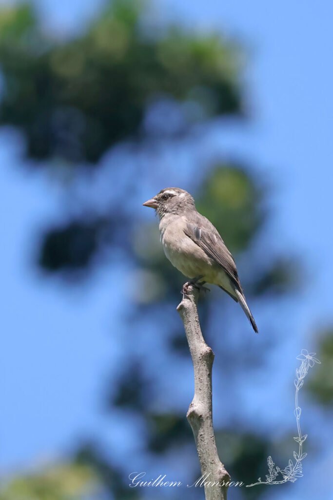 Crithagra gularis - Serin gris [Fringillidae]