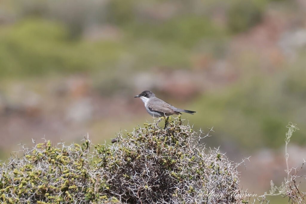 Curruca hortensis - Fauvette orphée [Sylviidae]