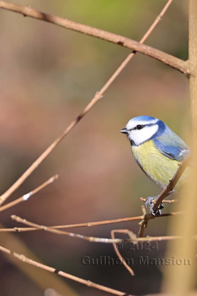 Cyanistes caeruleus - Mésange bleue [Paridae]