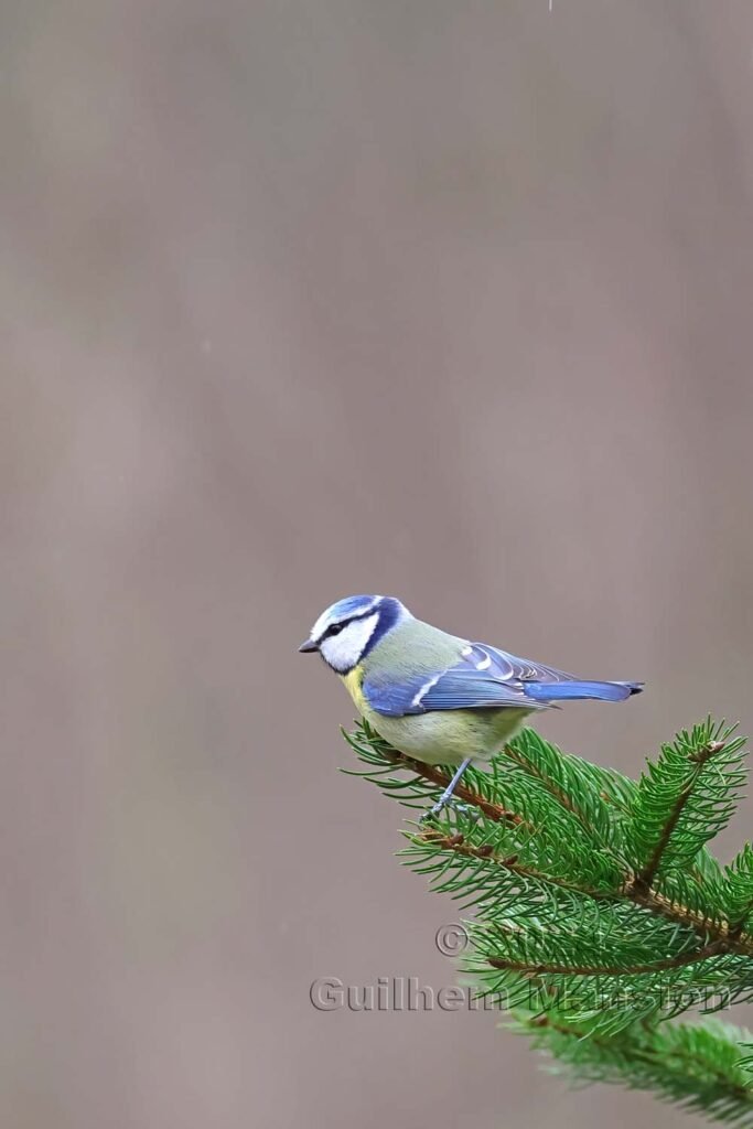 Cyanistes caeruleus - Mésange bleue [Paridae]