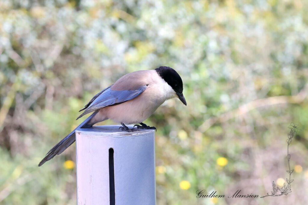 Cyanopica cooki - Pie-bleue ibérique [Corvidae]