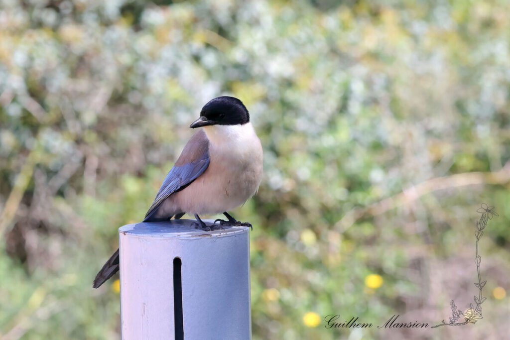 Cyanopica cooki - Pie-bleue ibérique [Corvidae]