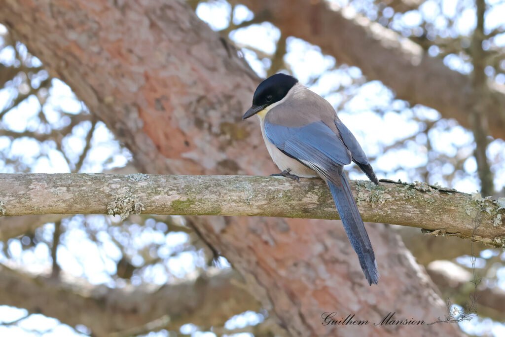 Cyanopica cooki - Pie-bleue ibérique [Corvidae]