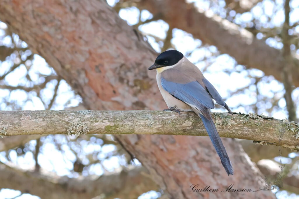 Cyanopica cooki - Pie-bleue ibérique [Corvidae]