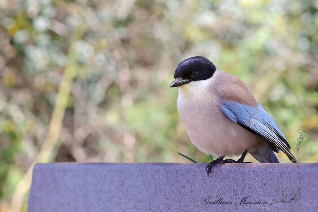 Cyanopica cooki - Pie-bleue ibérique [Corvidae]