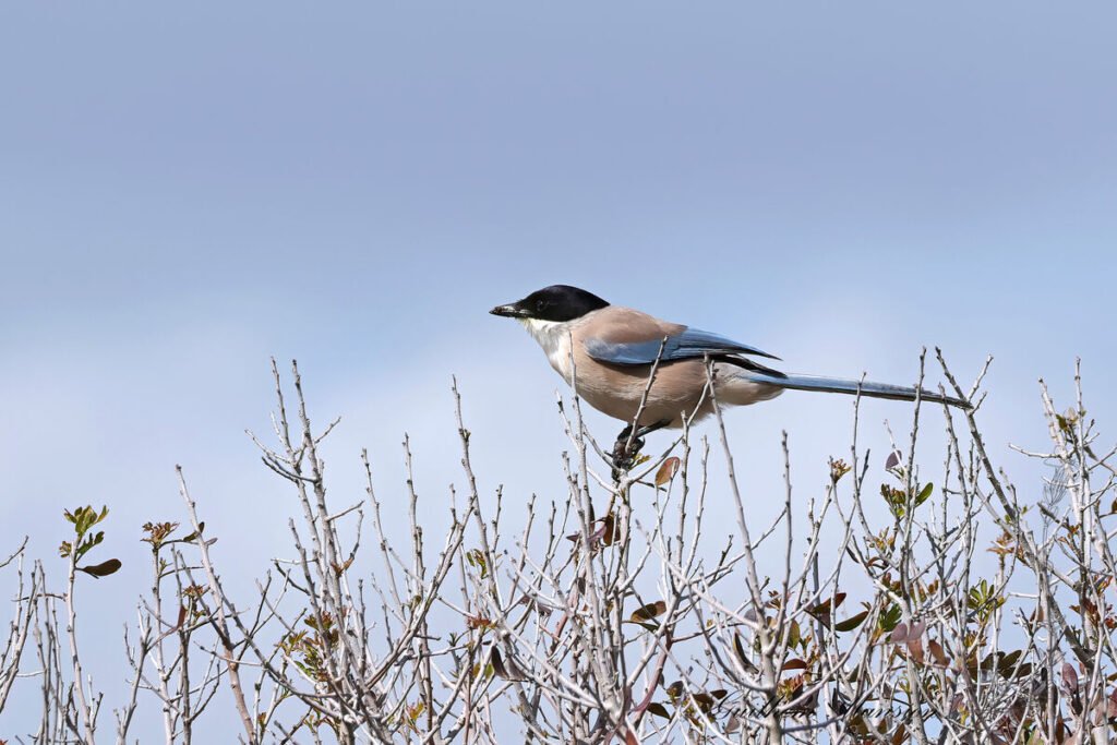 Cyanopica cooki - Pie-bleue ibérique [Corvidae]