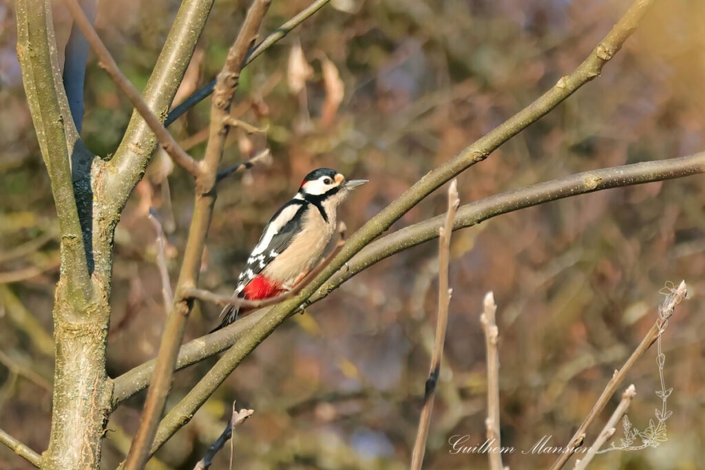 Dendrocopos major - Pic epeiche [Picidae]