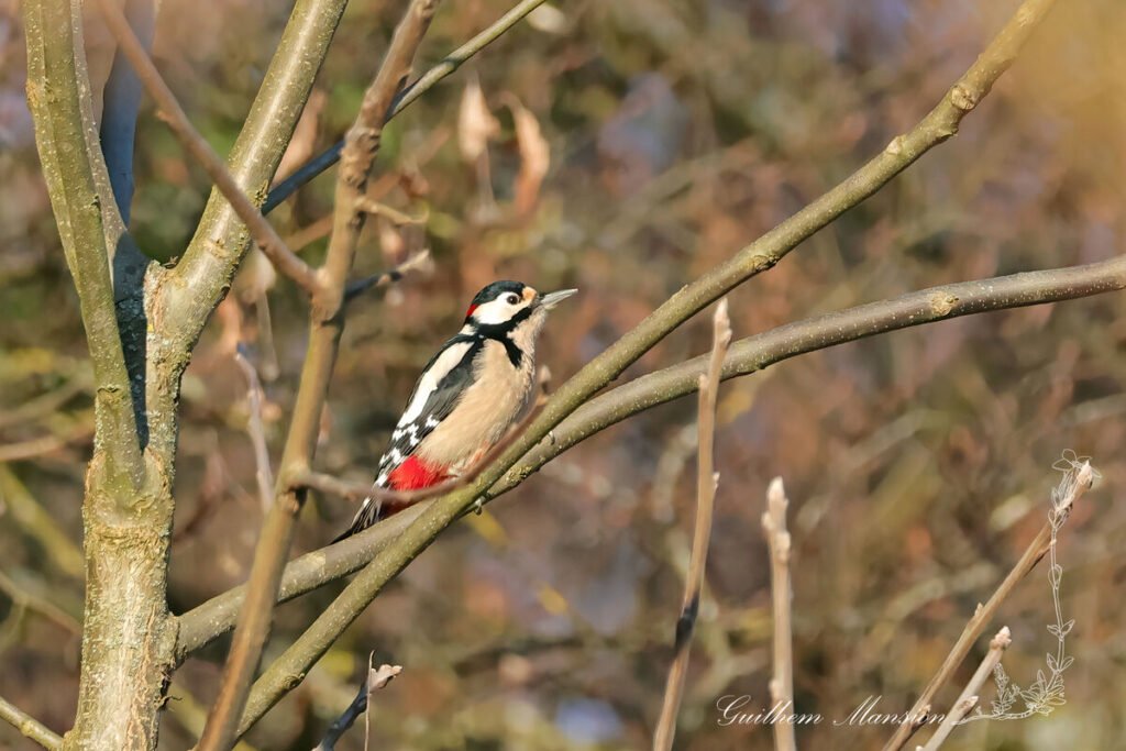 Dendrocopos major - Pic epeiche [Picidae]