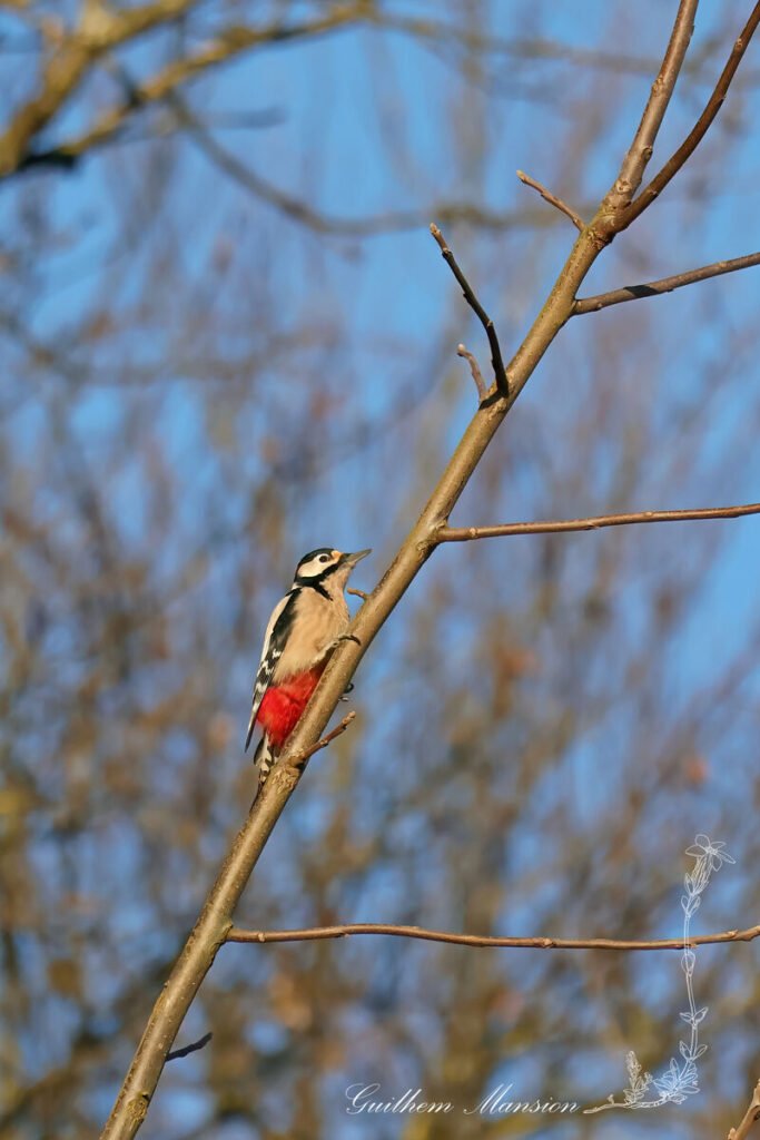 Dendrocopos major - Pic epeiche [Picidae]