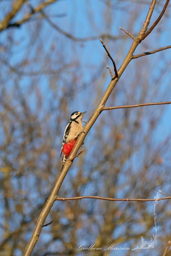 Dendrocopos major - Pic epeiche [Picidae]