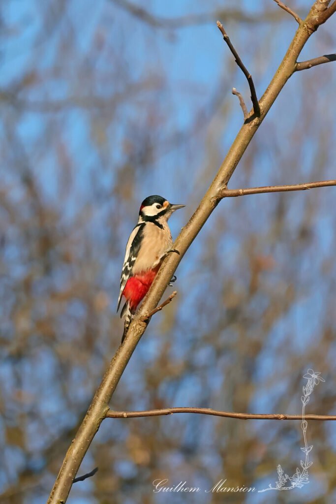 Dendrocopos major - Pic epeiche [Picidae]