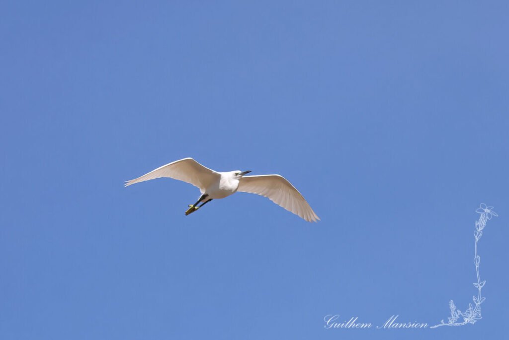 Egretta garzetta - Aigrette garzette [Ardeidae]