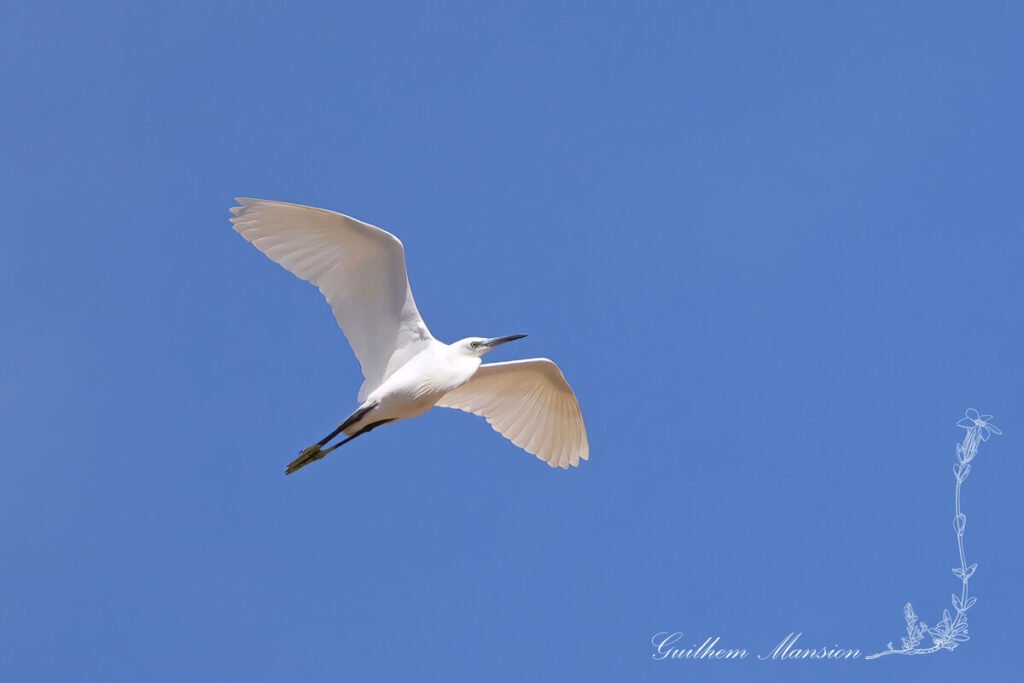 Egretta garzetta - Aigrette garzette [Ardeidae]