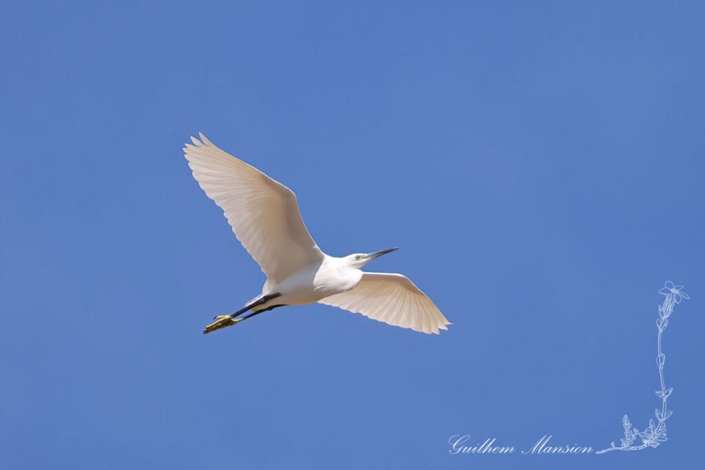 Egretta garzetta - Aigrette garzette [Ardeidae]