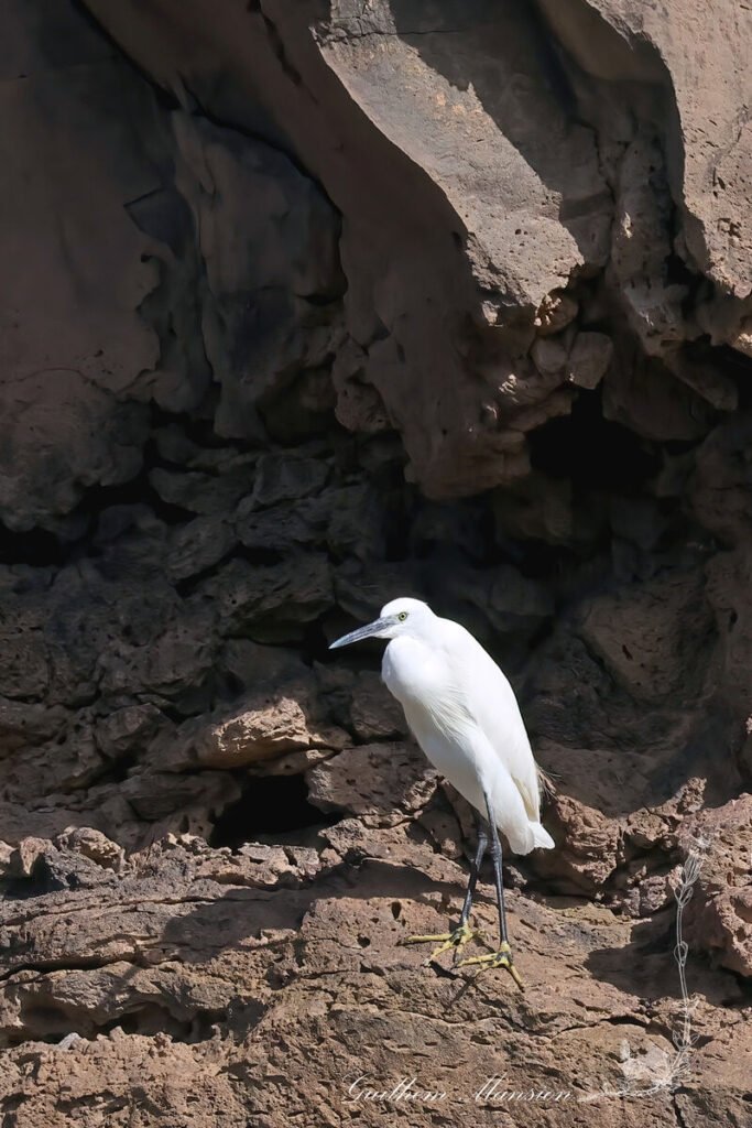 Egretta garzetta - Aigrette garzette [Ardeidae]