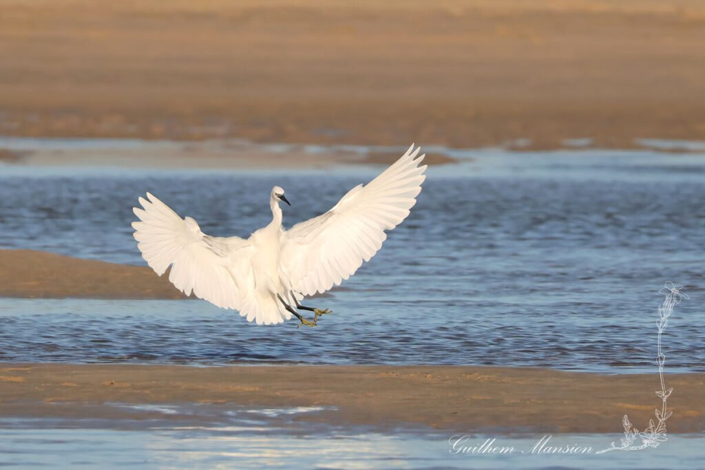 Egretta garzetta - Aigrette garzette [Ardeidae]