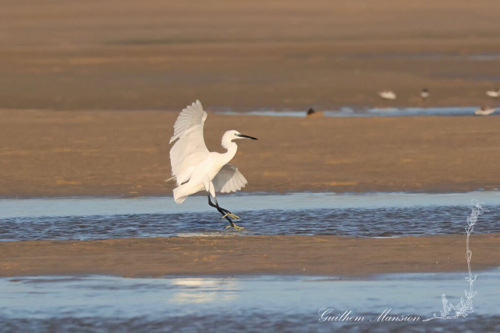 Egretta garzetta - Aigrette garzette [Ardeidae]