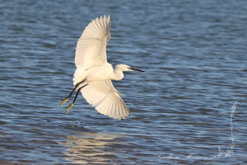 Egretta garzetta - Aigrette garzette [Ardeidae]