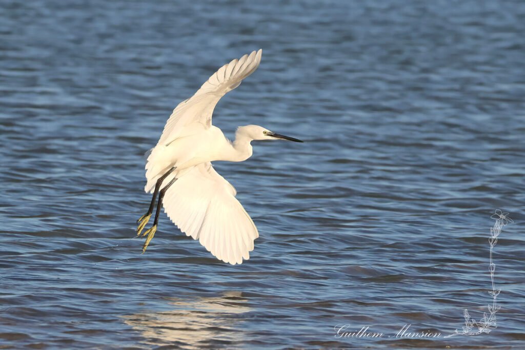 Egretta garzetta - Aigrette garzette [Ardeidae]