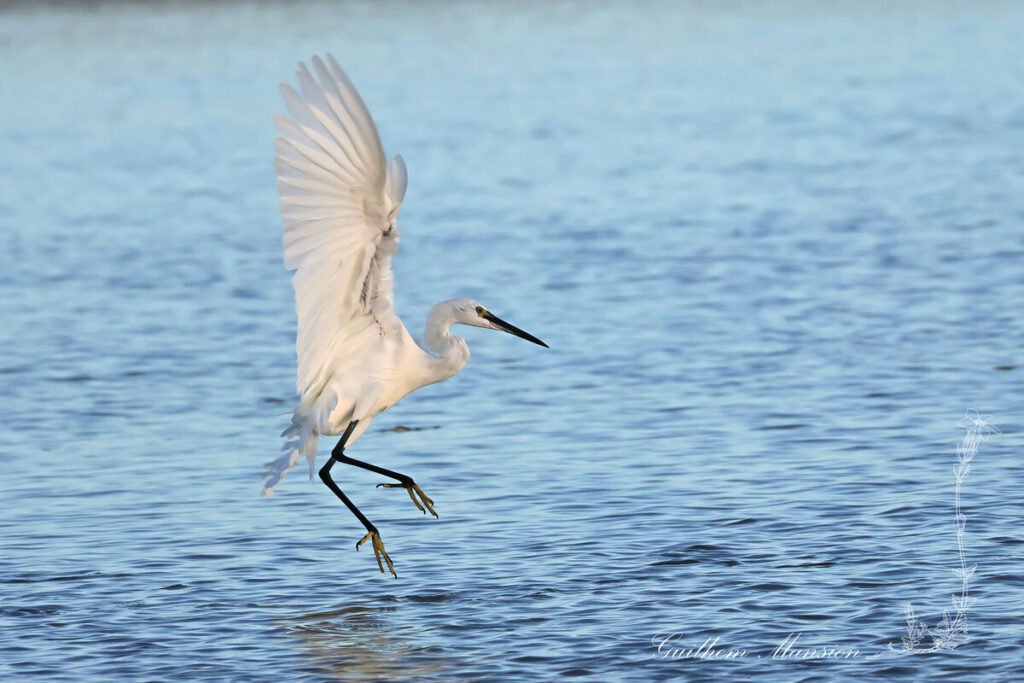 Egretta garzetta - Aigrette garzette [Ardeidae]