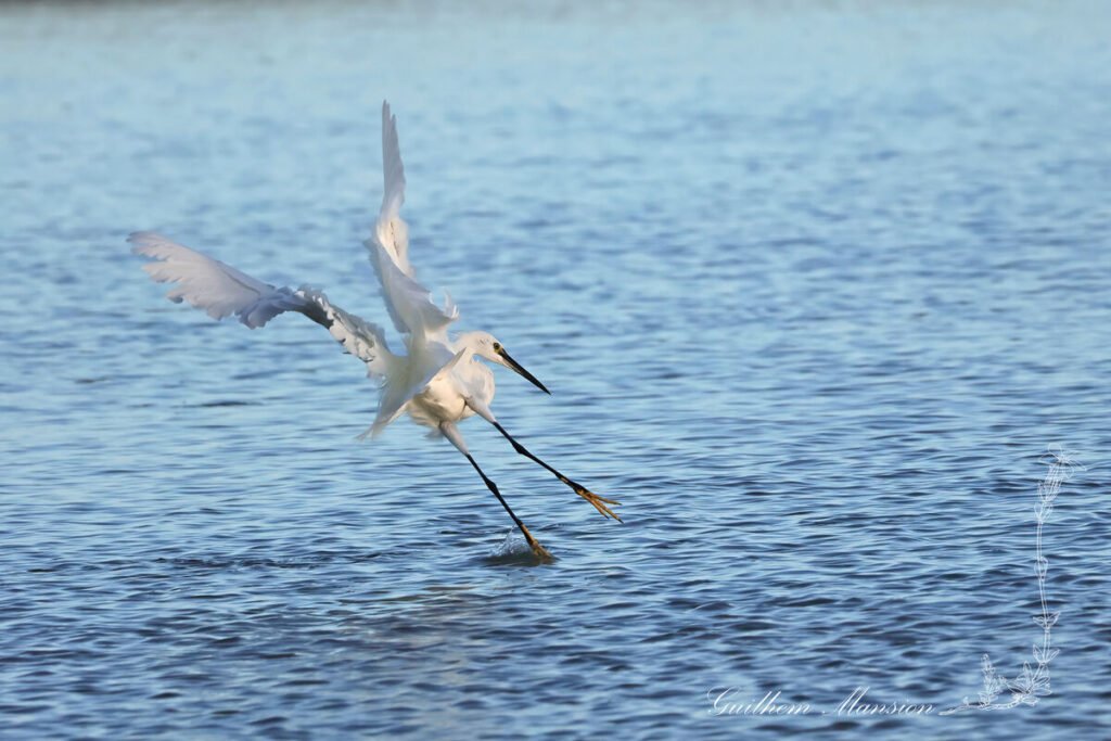 Egretta garzetta - Aigrette garzette [Ardeidae]