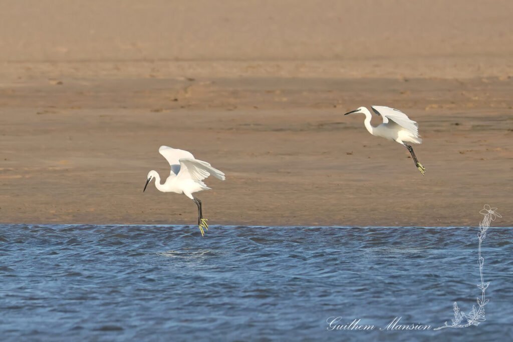 Egretta garzetta - Aigrette garzette [Ardeidae]