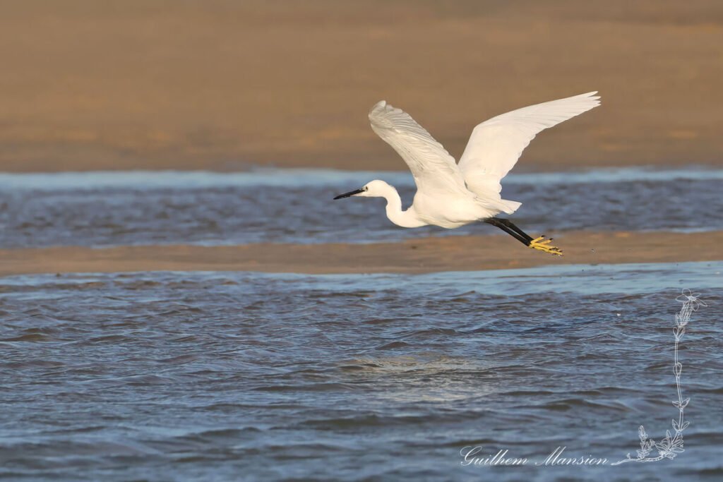 Egretta garzetta - Aigrette garzette [Ardeidae]