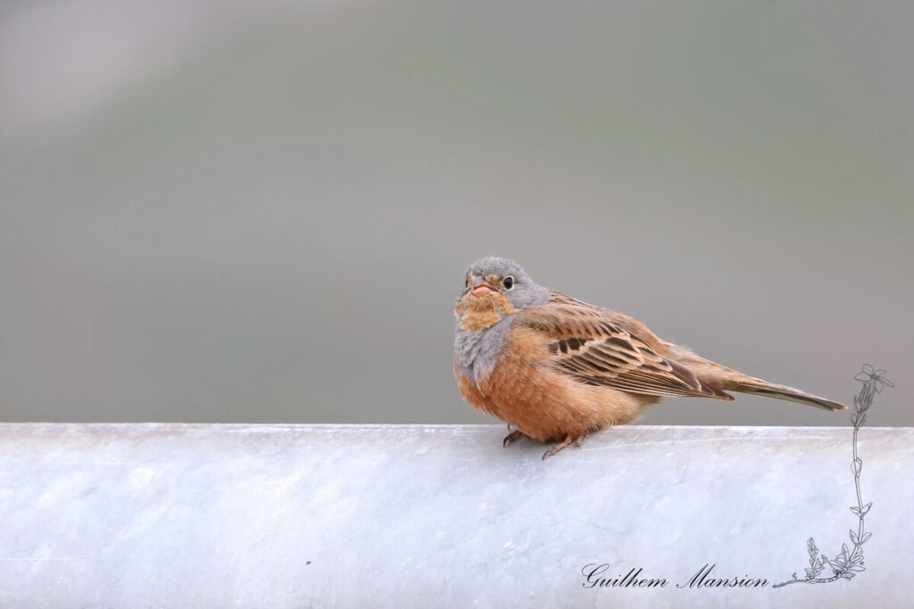 Emberiza caesia - Bruant cendrillard [Emberizidae]